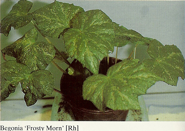 B. ‘Frosty Morn’